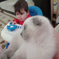 Scottish Fold, Kedi  Lili fotoğrafı