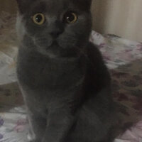 Scottish Fold, Kedi  Boncuk fotoğrafı