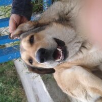 Sokö (Sokak Köpeği), Köpek  Kont ve tina fotoğrafı