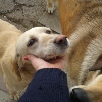 Sokö (Sokak Köpeği), Köpek  Kont ve tina fotoğrafı