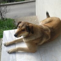 Sokö (Sokak Köpeği), Köpek  Kont ve tina fotoğrafı