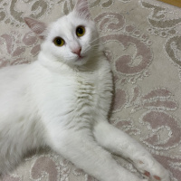 Tekir Kedi, Kedi  Minnoş fotoğrafı