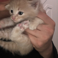 Tekir Kedi, Kedi  Ponçik fotoğrafı