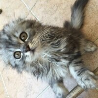 Scottish Fold, Kedi  Çikolata fotoğrafı