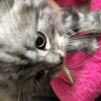 Scottish Fold, Kedi  Çikolata fotoğrafı