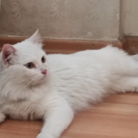 Ankara Kedisi, Kedi  Pamuk fotoğrafı