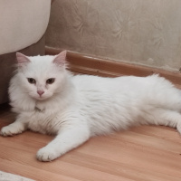 Ankara Kedisi, Kedi  Pamuk fotoğrafı