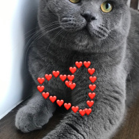 British Shorthair, Kedi  Leo fotoğrafı