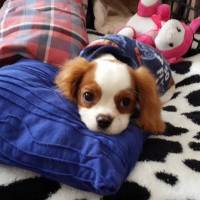 Cavalier King Charles Spanieli, Köpek  Leo fotoğrafı