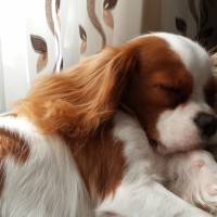 Cavalier King Charles Spanieli, Köpek  Leo fotoğrafı