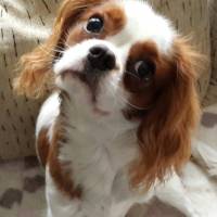 Cavalier King Charles Spanieli, Köpek  Leo fotoğrafı