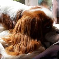 Cavalier King Charles Spanieli, Köpek  Leo fotoğrafı