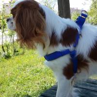 Cavalier King Charles Spanieli, Köpek  Leo fotoğrafı