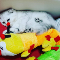 Scottish Fold, Kedi  Lucy fotoğrafı