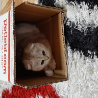 Scottish Fold, Kedi  Lucy fotoğrafı