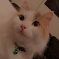Norwegian Forest, Kedi  Fındık fotoğrafı
