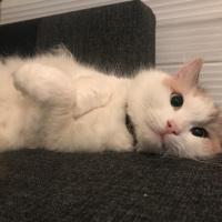 Norwegian Forest, Kedi  Fındık fotoğrafı