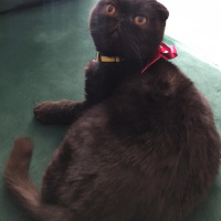 Scottish Fold, Kedi  Zeytin fotoğrafı