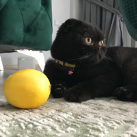 Scottish Fold, Kedi  Zeytin fotoğrafı