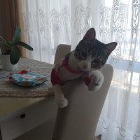 Tekir Kedi, Kedi  Robin fotoğrafı