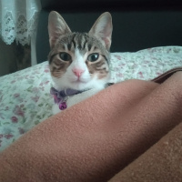 Tekir Kedi, Kedi  Robin fotoğrafı