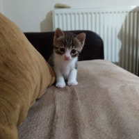 Tekir Kedi, Kedi  Robin fotoğrafı