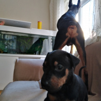 Doberman Pinscher, Köpek  Lia fotoğrafı