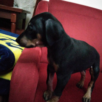 Doberman Pinscher, Köpek  Lia fotoğrafı