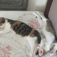 Tekir Kedi, Kedi  Merkür fotoğrafı