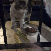 Tekir Kedi, Kedi  Balkonumdaki Kediler-Mama yardımlarınız bekliyoruz fotoğrafı