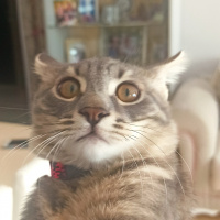 Tekir Kedi, Kedi  Patiş fotoğrafı