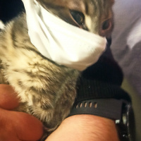 Tekir Kedi, Kedi  Patiş fotoğrafı