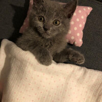 British Shorthair, Kedi  Maya fotoğrafı