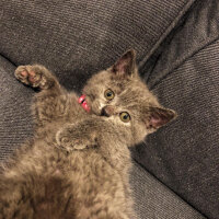 British Shorthair, Kedi  Maya fotoğrafı