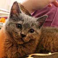 British Shorthair, Kedi  Maya fotoğrafı