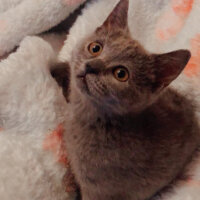 British Shorthair, Kedi  Maya fotoğrafı