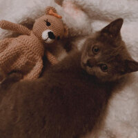 British Shorthair, Kedi  Maya fotoğrafı