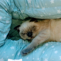 Scottish Fold, Kedi  Balım fotoğrafı