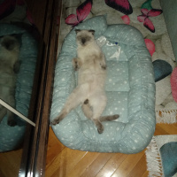 Scottish Fold, Kedi  Balım fotoğrafı