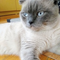 Scottish Fold, Kedi  Balım fotoğrafı
