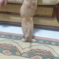 Amerikan Pitbull Terrier, Köpek  Ateş fotoğrafı