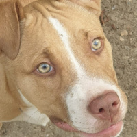 Amerikan Pitbull Terrier, Köpek  Ateş fotoğrafı