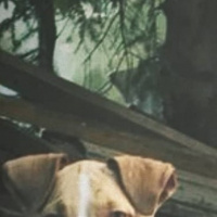 Amerikan Pitbull Terrier, Köpek  Ateş fotoğrafı