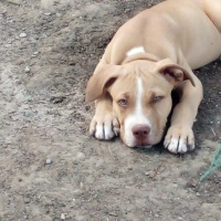 Amerikan Pitbull Terrier, Köpek  Ateş fotoğrafı