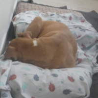 Amerikan Pitbull Terrier, Köpek  Ateş fotoğrafı