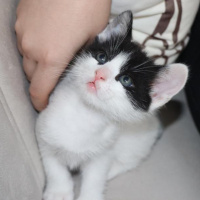 Tuxedo (Smokin) Kedi, Kedi  Batman fotoğrafı