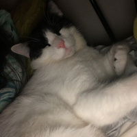 Tuxedo (Smokin) Kedi, Kedi  Batman fotoğrafı