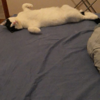 Tuxedo (Smokin) Kedi, Kedi  Batman fotoğrafı