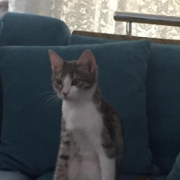 Tekir Kedi, Kedi  KET fotoğrafı