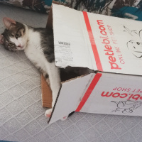 Tekir Kedi, Kedi  KET fotoğrafı
